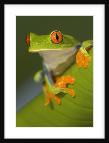 Red-Eyed Leaf Frog by Anonymous