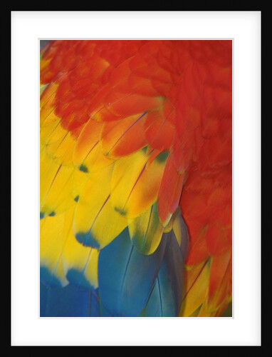 Scarlet Macaw Feathers by Anonymous