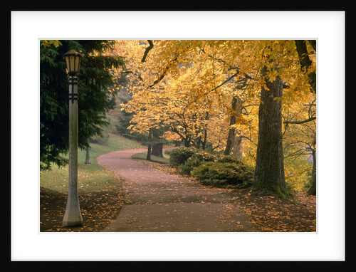 Path Under Fall foliage by Anonymous