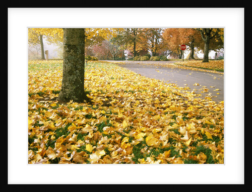 Fall Leaves Along Country Road by Anonymous
