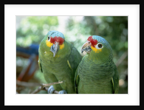 Red-Lored Amazon Parrots by Anonymous