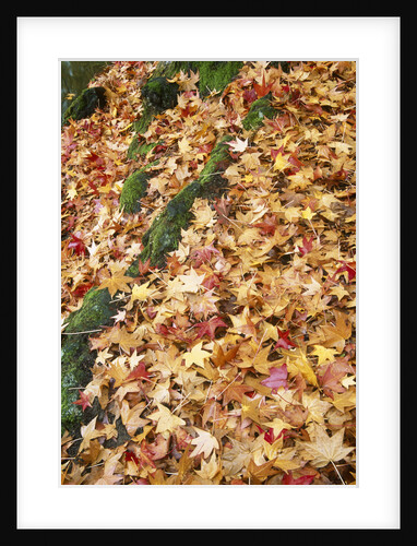 Leaves in Fall Color in Park by Anonymous