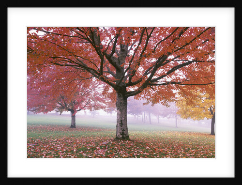 Fall Foliage in Fog by Anonymous