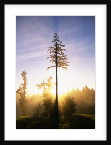 Fog at Sunrise by Anonymous