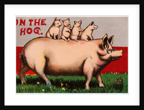 On the Hog Postcard by Anonymous