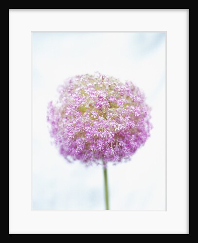 Purple Allium by Anonymous