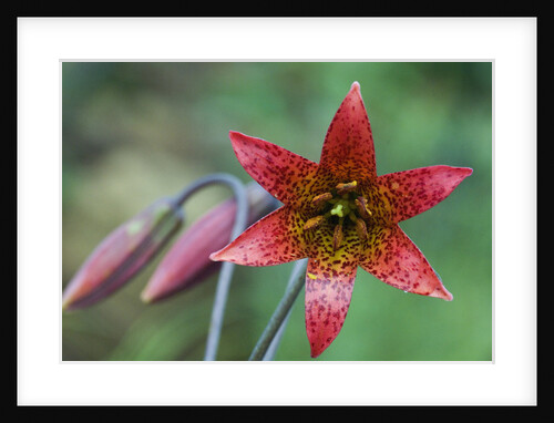 Bolander's Lily by Anonymous