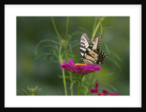 Swallowtail Butterflies on Cosmos Flower by Anonymous