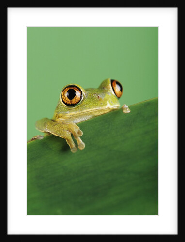 Frog Clinging to Leaf by Anonymous