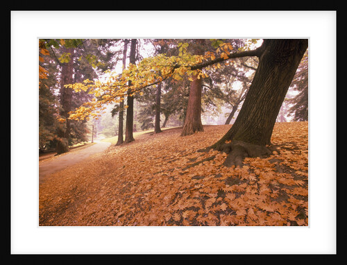 Fall Colors in Park by Anonymous
