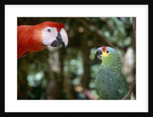 Scarlet Macaw and Red-Lored Amazon Parrot by Anonymous