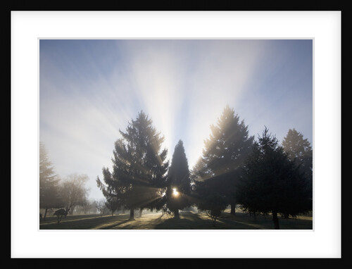 Sunbeams Through Fog and Trees by Anonymous