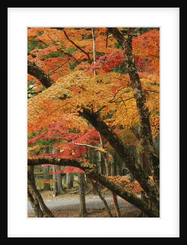 Autumn in Koya-san by Anonymous