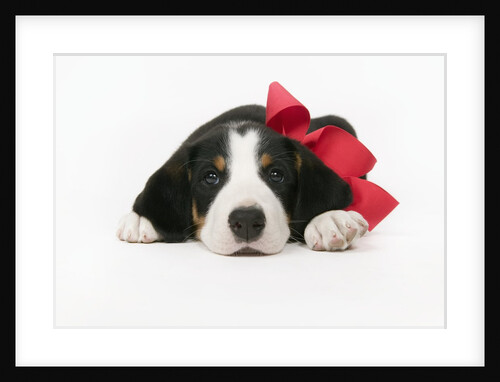 Puppy Wearing Red Bow by Anonymous