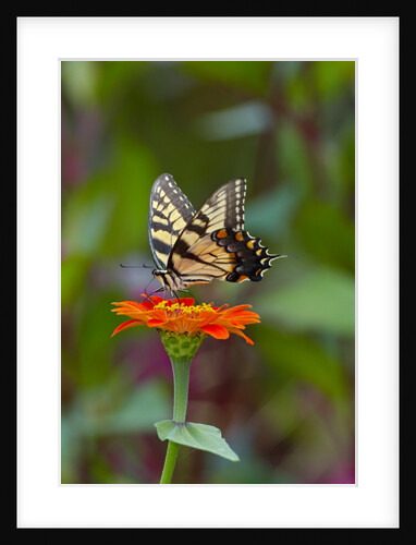 Swallowtail Butterfly by Anonymous