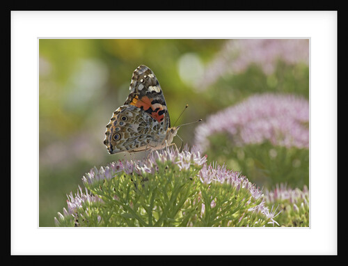 Painted Lady Butterfly by Anonymous