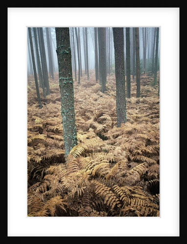 Dry Bracken in Forest by Anonymous