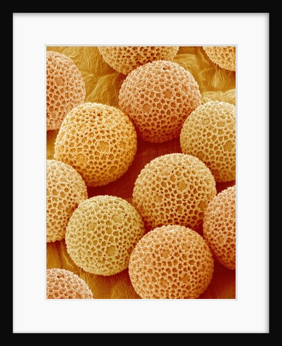 Paper Bush Pollen by Anonymous