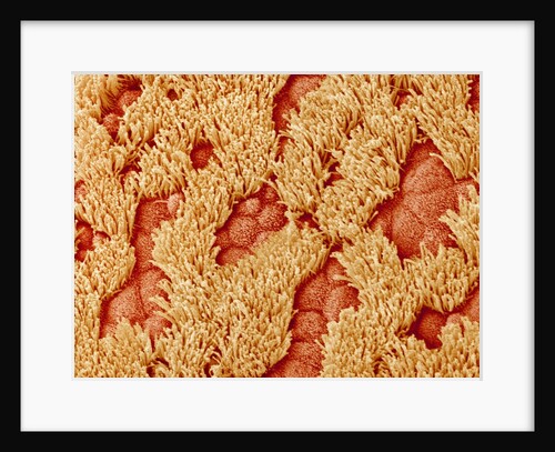 Trachea of a Rat by Anonymous