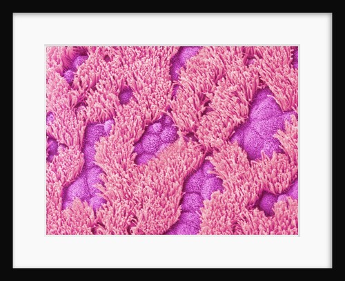 Trachea of a Rat by Anonymous