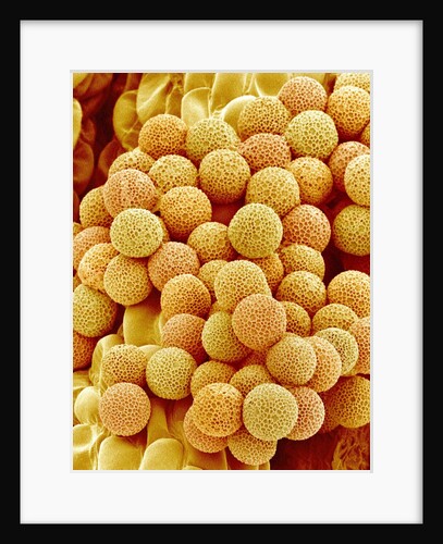Paper Bush Pollen by Anonymous