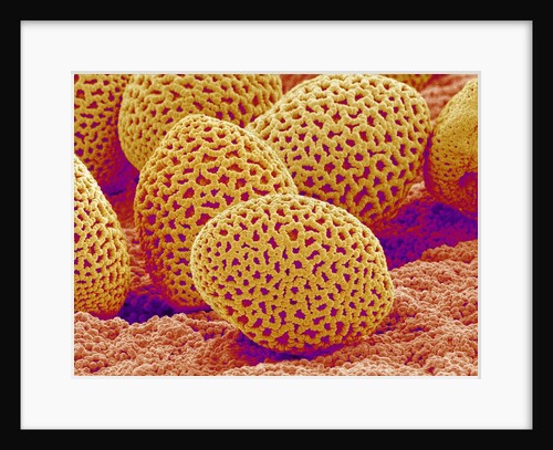 Lily Pollen by Anonymous