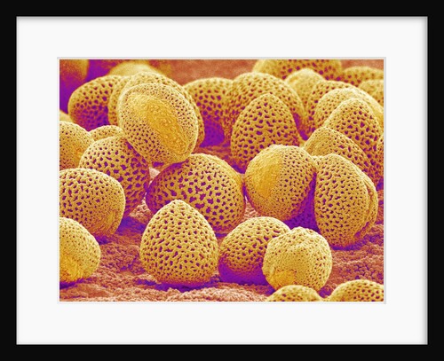 Lily Pollen by Anonymous