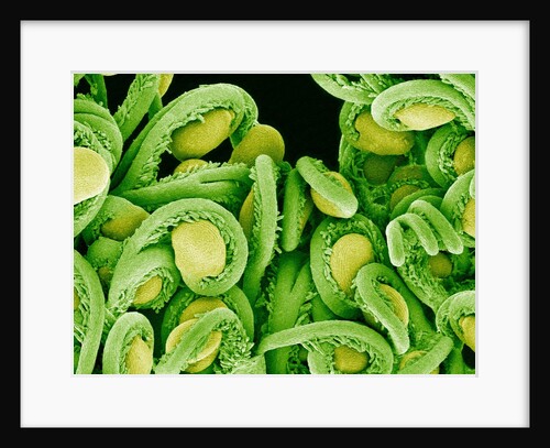 Seed Heads of an Epiphyllum Cactus by Anonymous