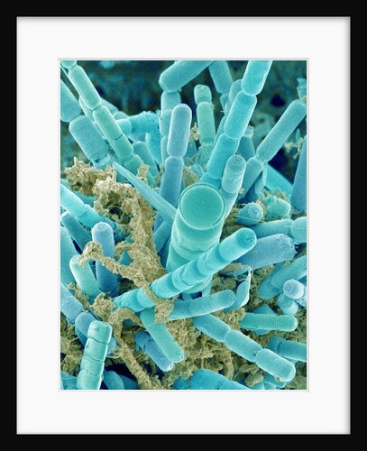 Sea Diatom by Anonymous