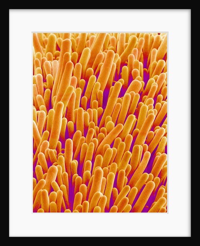 Outer Cells on Petal of Cymbidium Plant by Anonymous