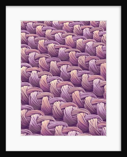 Polyester and Nylon Cloth of Woman's Bodybriefer by Anonymous