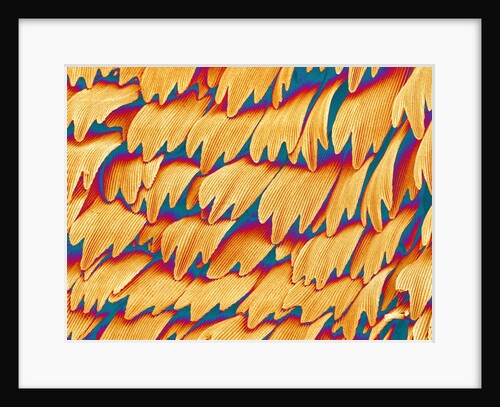 Scales of a Swallowtail Butterfly by Anonymous