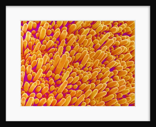 Outer Cells on Petal of Cymbidium Plant by Anonymous