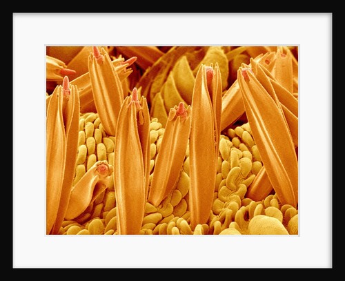 Proboscis Tip of a Swallowtail Butterfly by Anonymous