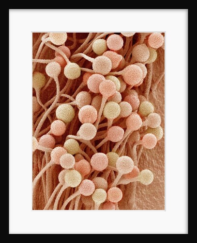 Petal of a Snapdragon by Anonymous