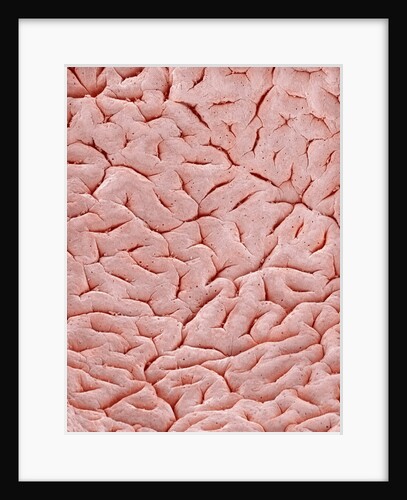 Mucous Membrane from Colon of a Rat by Anonymous