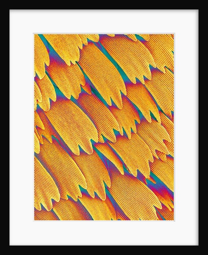 Scales of a Swallowtail Butterfly by Anonymous