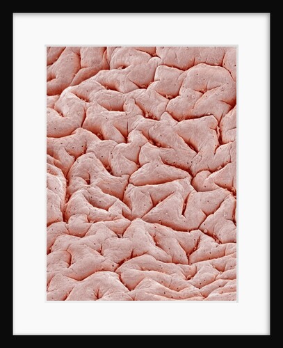 Mucous Membrane from Colon of a Rat by Anonymous