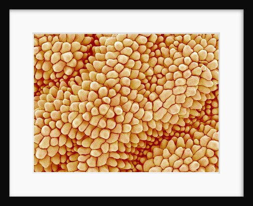 Petal of a Figwort by Anonymous