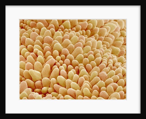 Petal of a Figwort by Anonymous