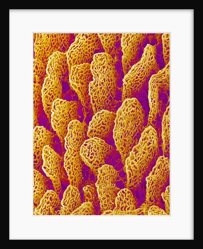 Blood Vessel Cast of the Duodenum of a Rat by Anonymous