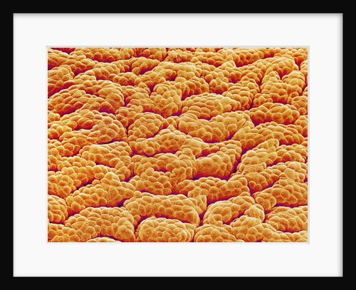 Mucous Membrane from Stomach of a Rat by Anonymous