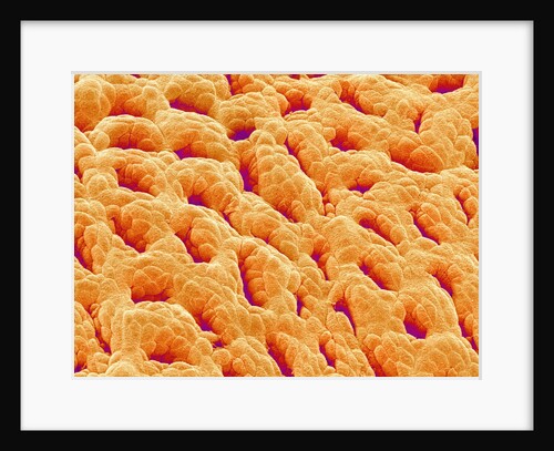 Mucous Membrane from Stomach of a Rat by Anonymous