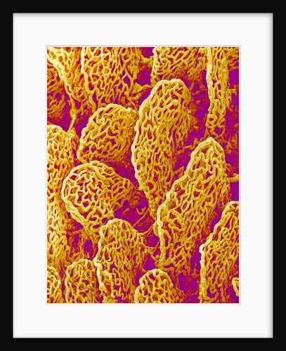 Blood Vessel Cast of the Duodenum of a Rat by Anonymous