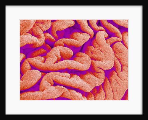 Pleat on Interior of Oviduct of a Rabbit by Anonymous