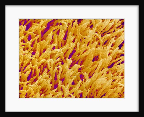 Rod and Cone Layer of Retina of Rabbit by Anonymous