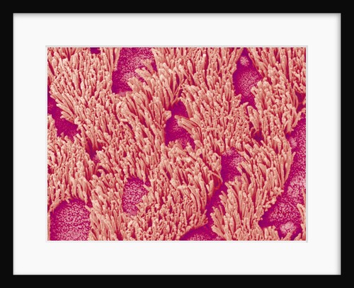 Trachea of a Rat by Anonymous