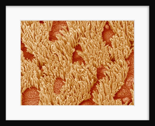 Trachea of a Rat by Anonymous