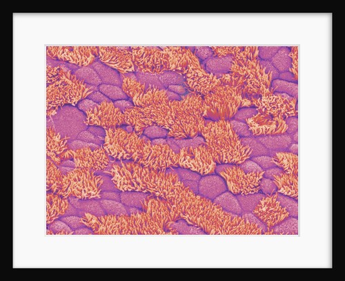 Trachea of a Rat by Anonymous