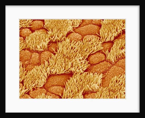 Trachea of a Rat by Anonymous